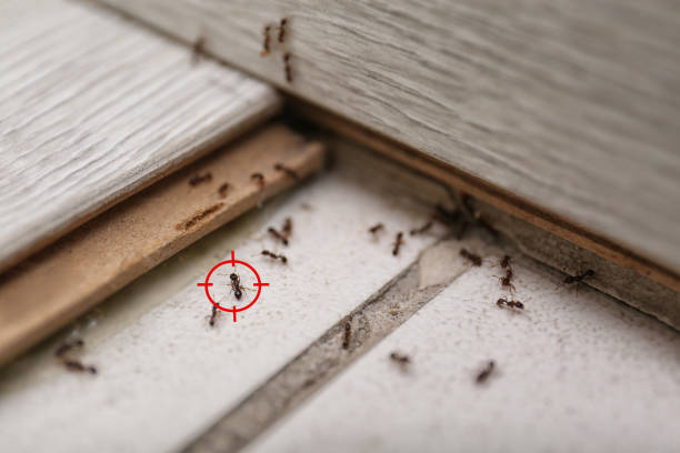 Best Commercial Pest Control Services  in Dublin, PA