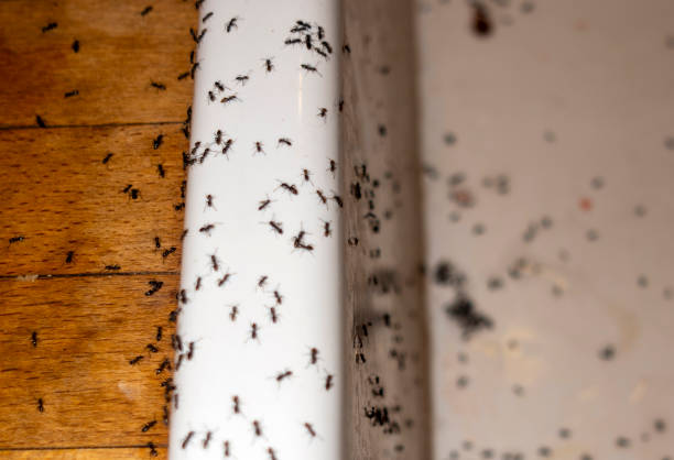 Best Mosquito Control Services  in Dublin, PA